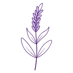 Obraz premium Lavender Flower Coloring Book Page – Elegant Line Art Drawing for Relaxation