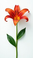 Single lily flower in isolation on white surface, petals, isolated