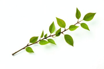 Obraz premium Small branch with small leaves and twigs isolated on white background, nature, botanical