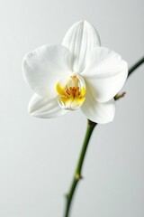 White dendrobium orchid on a minimalist white background, flower, soft