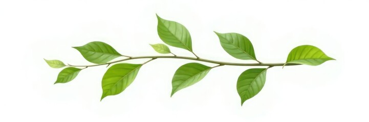Obraz premium Isolated branch with leaves on white background, clean, minimalist