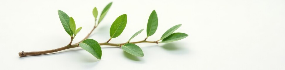 Fototapeta premium Single branch on white surface with delicate texture, isolated, single, tree