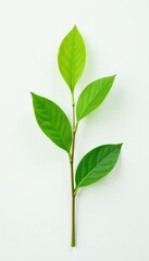 Obraz premium Single stem against a simple white background, plant life, green