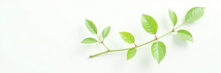 Obraz premium Single stem with leaves against white background, nature photography, botanical