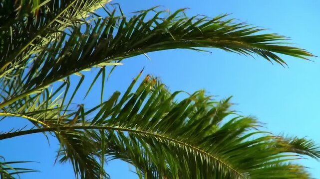 Palm Leaf Serenity: Gentle sunlight dances on verdant palm leaves, set against a clear, azure sky, evoking feelings of tropical tranquility and the beauty of nature.