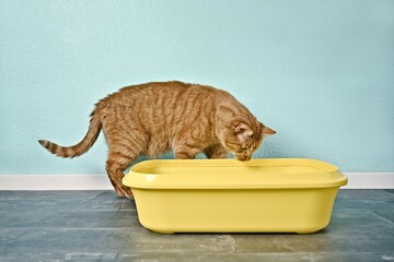 Gnger cat looking curious inside a yellow litter box. Horizontal image.	