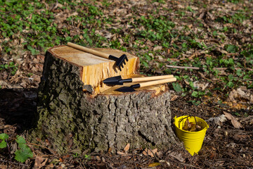 Tools for planting small indoor plants. Yellow bucket, shovel, rake and scoop on a stump.