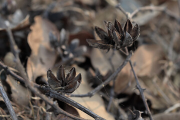 Wild tree seeds that have fallen to the ground, waiting for their chance to grow.