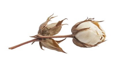 Dried cotton boll on stem