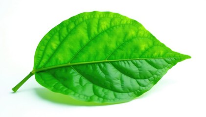 Obraz premium Green leaf with veins isolated on white background, green, botanical