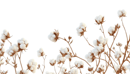 Cotton plant blossoms in a field