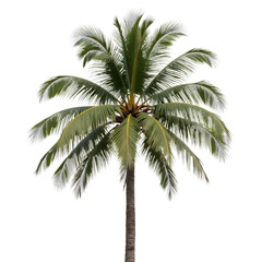 Coconut_Palm_Tree-Tropical-Black_Background-Isolated