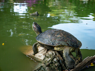 Obraz premium Domestic turtle Red-eared Pond slider, Common slider in nature.