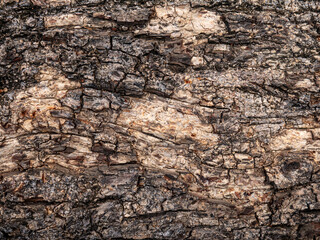 Bark of old tree skin. Abstract background and texture for design.
