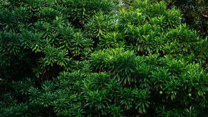 Green tree bush leaf for background and texture design.