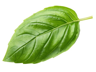 Single fresh basil leaf isolated on a white background ai png