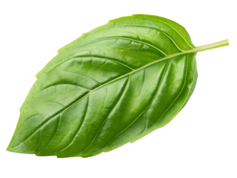 Single fresh basil leaf isolated on a white background ai png