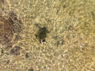 Big turtles in the transparent water directly above drone view