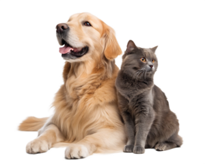 Golden retriever and british shorthair cat ai png, isolated on a white background