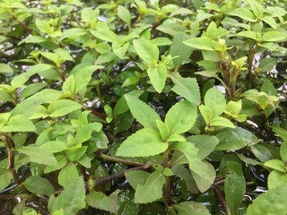 Borneo Hygrophila Plant at Deep of Meratus Mountain, Borneo Rainforest, Indonesia