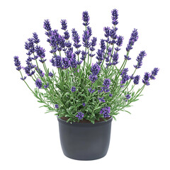 3D Small Indoor Lavender Plant with Vibrant Purple Isolated on Transparent Background