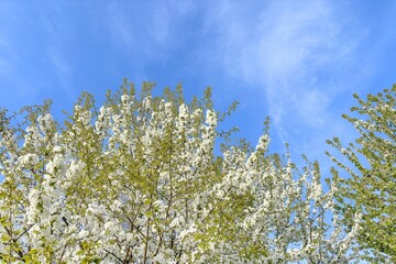 alberi con fiori bianchi in primavera, trees with white flowers in the spring