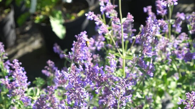 Bees collect nectar from blue catnip and sage flowers in an ornamental plant nursery in summer