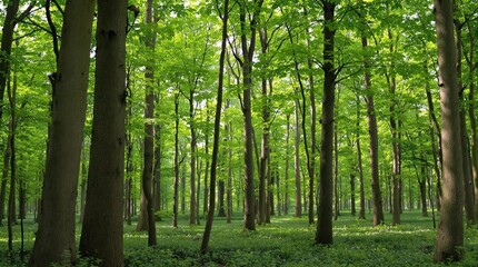 A forest with many trees and a lot of green leaves