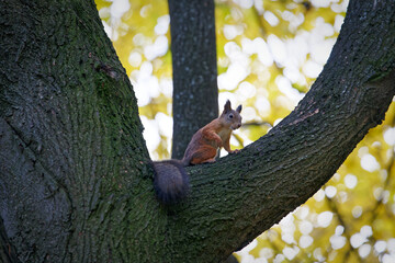 Saint Petersburg, Russia - October 1, 2023: Suburb park with orange leaves and a squirrel