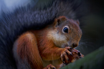 Saint Petersburg, Russia - October 1, 2023: Suburb park with orange leaves and a squirrel