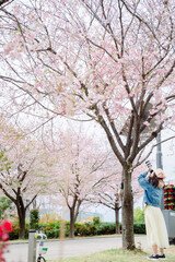2025年シンボルプロムナード公園の桜を撮る女性