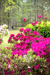 Pink Azaleas in Full Bloom During Spring