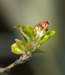 The first stages of spring awakening on an apple (Malus) branch. The tightly clustered buds begin to swell and reveal a mix of emerging light green leaves and rounded flower buds, often with pink hues