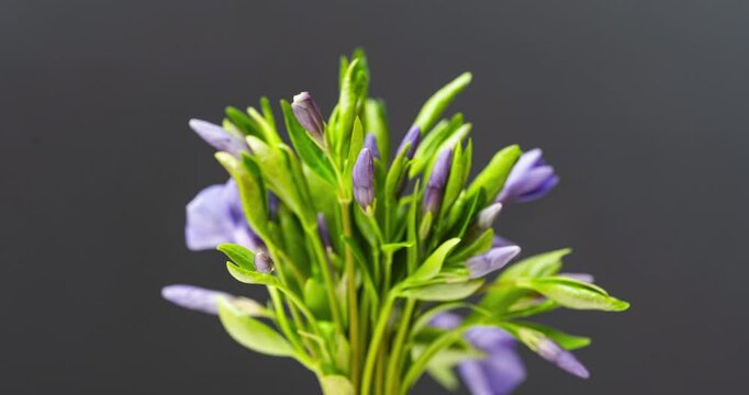  periwinkle flowers