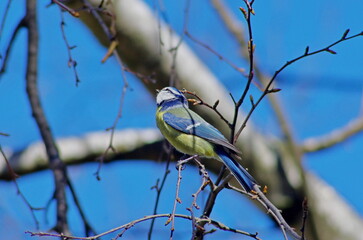blue tit on branch.
Blue Spring
