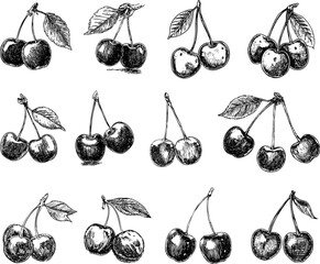 A set of cherry vector illustration isolated on a white background.