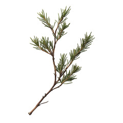 A Sprig of Rosemary with Thin Spiky Green Needles Isolated on Transparent Background