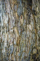 A detailed close-up of rough tree bark showcasing natural textures and earthy colors. Ideal for use in backgrounds, nature-themed designs, and organic texture references.