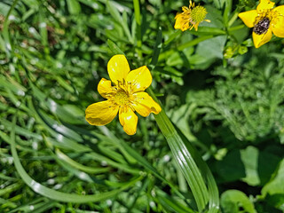 vivid and bright macro of yellow flower in its foliage
