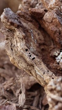 Vertical screen bark beetle damage rotten wood closeup organic decay deep holes dry texture natural erosion insect infestation decomposing tree trunk rough surface brown tones
