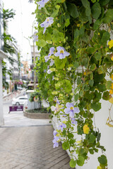 Thunbergia grandiflora Blue trumpet vine