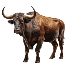 Fototapeta premium Textured Deep Brown Bull on transparent background