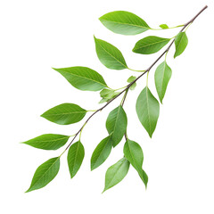 Fototapeta premium A leafy green branch with a few leaves on it. The branch is long and slender, and the leaves are large and green. Concept of growth and vitality, as the leaves are reaching towards the sky