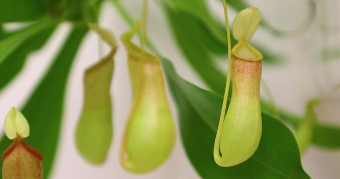 tropical plant capable of feeding on insects. Insectivorous plant at the time of flowering. nepenthes water lilies. monkey cups or carnivorous