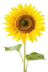 Obraz premium Vibrant Sunflower Seeds on transparent background