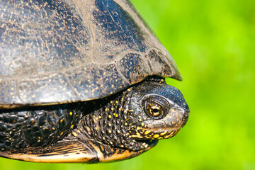 European pond turtle close-up against blurred green background