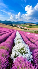 Obraz premium Vibrant Lavender Fields Stretching Under Blue Sky with Rolling Hills and Fluffy Clouds