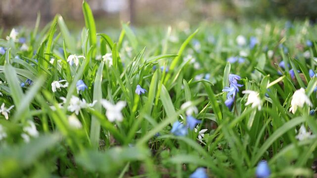 Close-up of spring flowers blooming in a grassy meadow. Blue and white blossoms symbolize renewal and the beauty of seasonal change in natural urban or park environments.Close-up of spring flowers blo