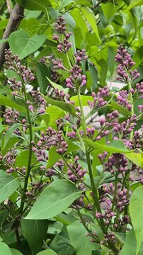 Lilac flower branch with leaves in spring