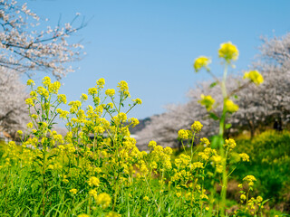 Obraz premium 桜と菜の花